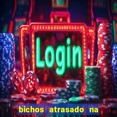 bichos atrasado na loteria dos sonhos